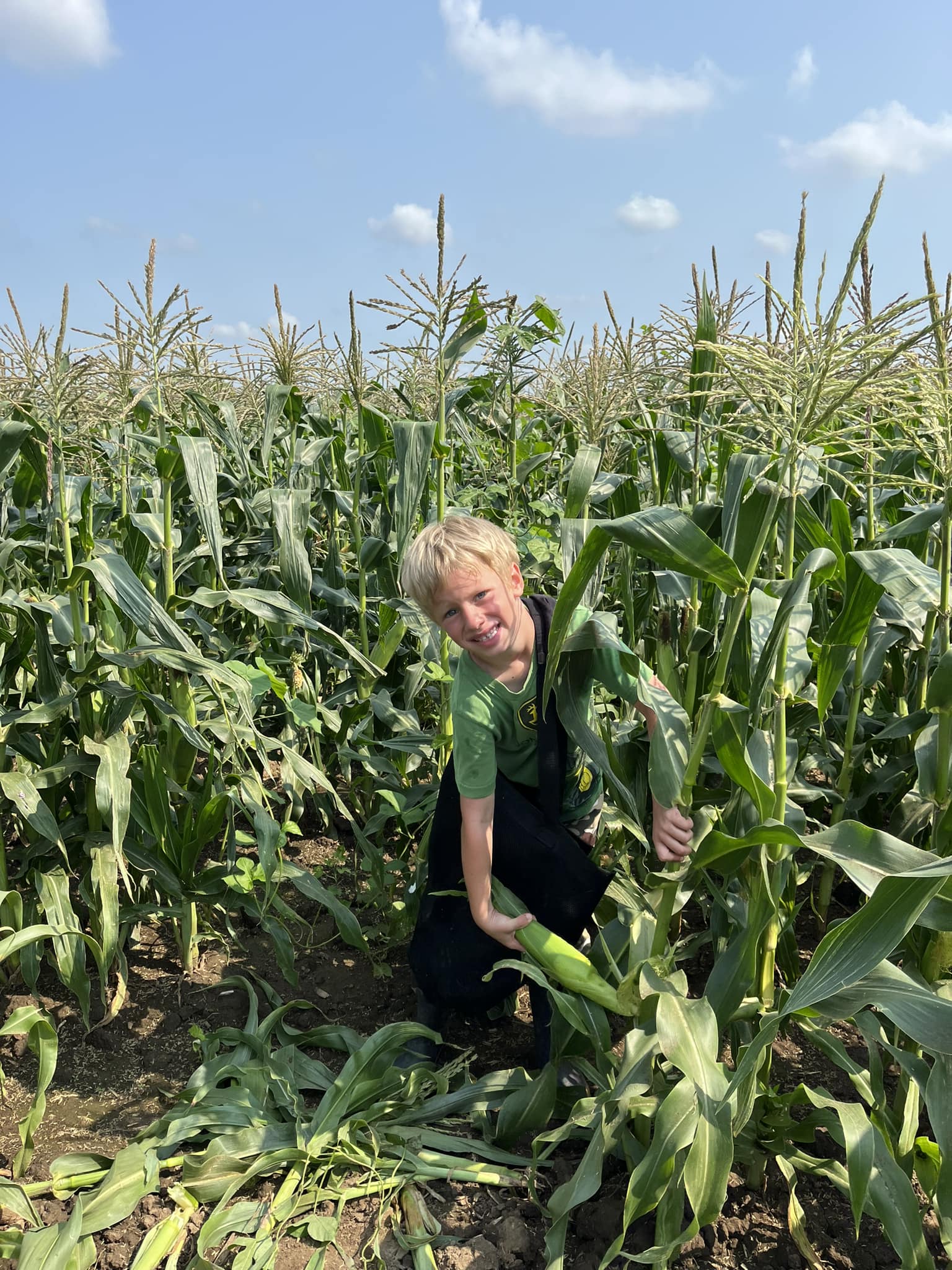 Summer harvest of fresh produce at Stoub Family Farms in Peotone