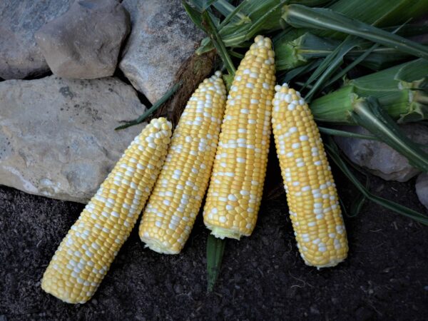 Sweet Corn