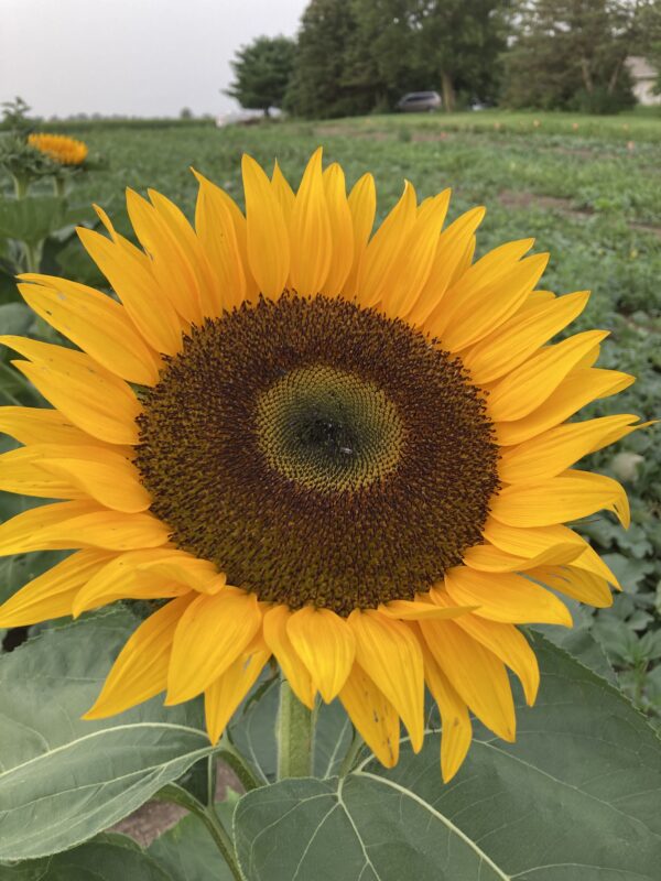 Single Stem Sunflower