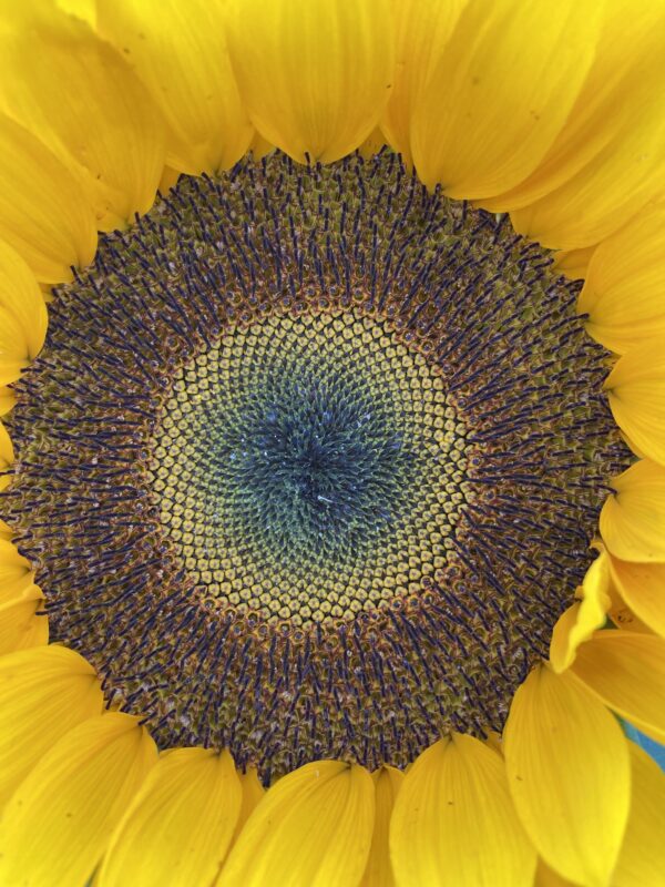 Single Stem Sunflower - Image 3