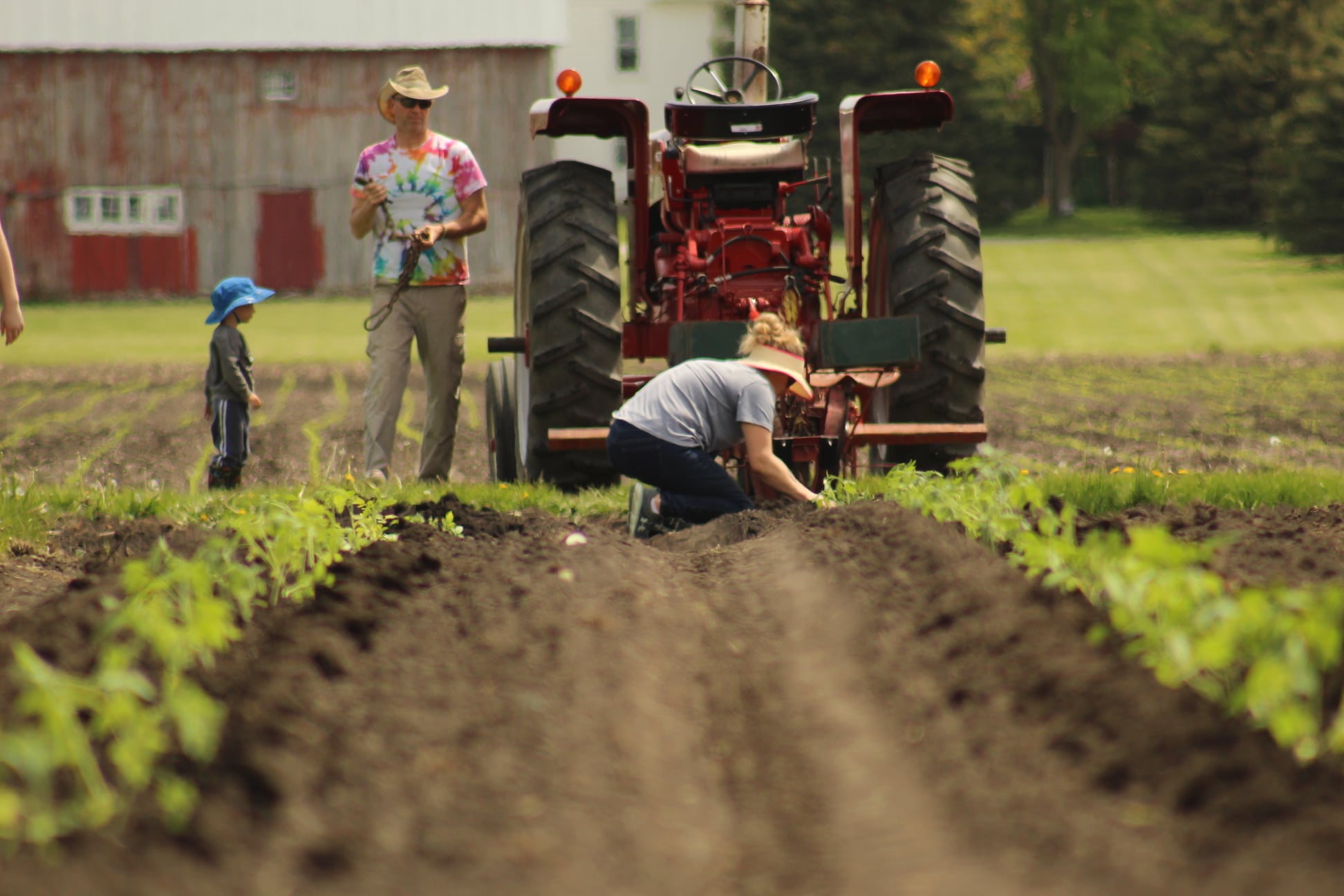 Stoub family transplanting crops together by the barn in Peotone, IL