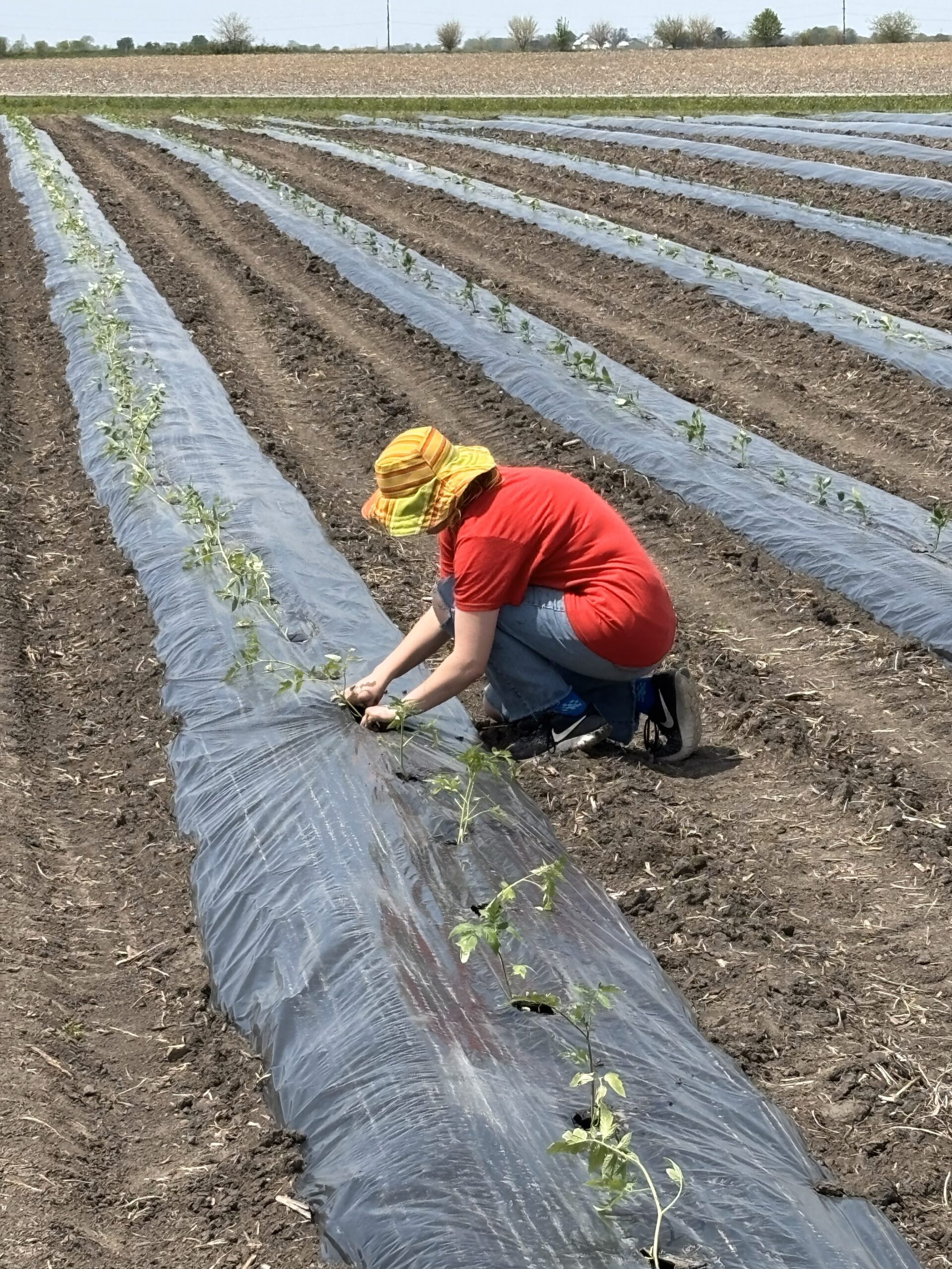 Green fields at Stoub Family Farms in Peotone, IL