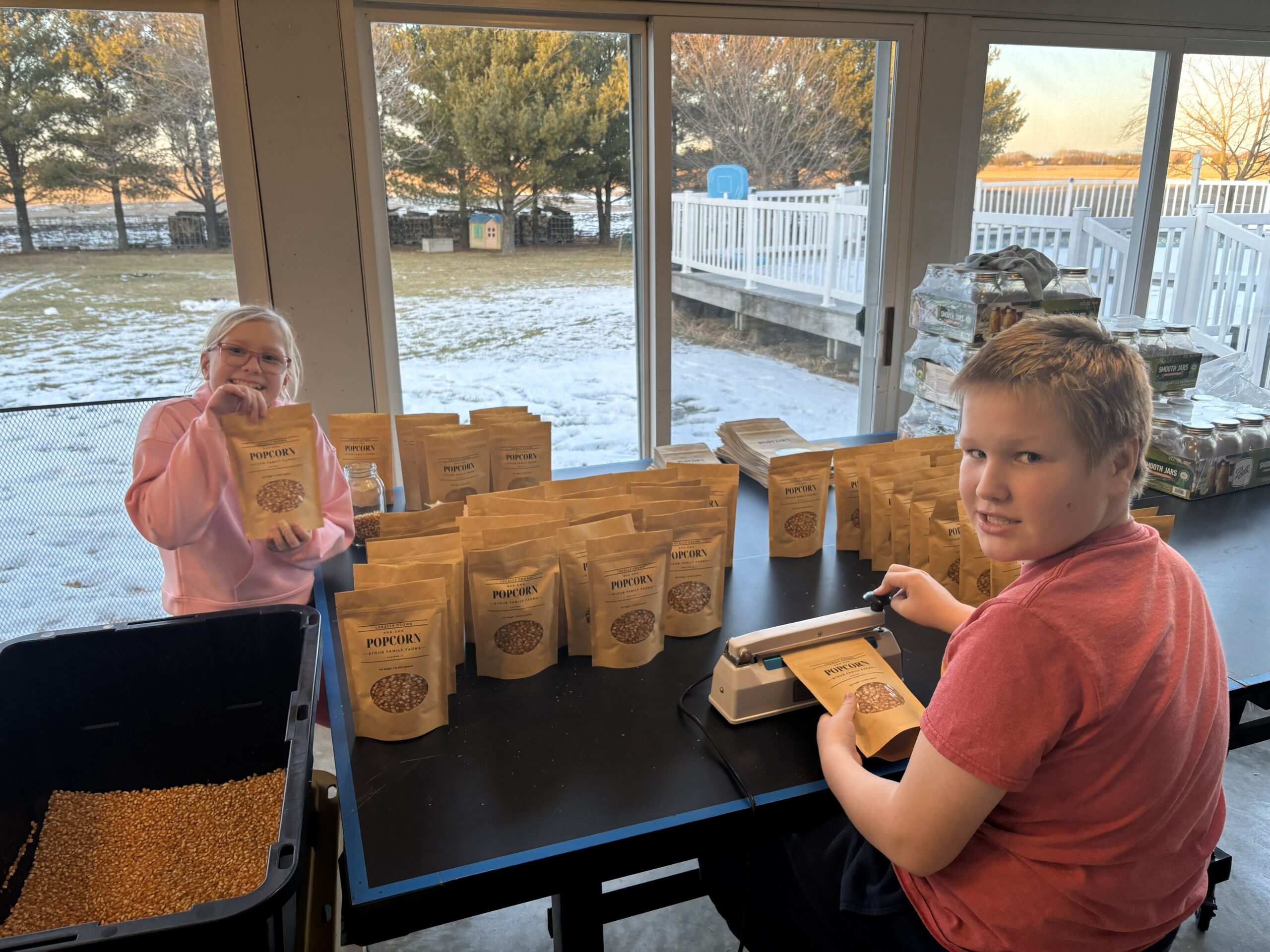 Sweet corn harvest at Stoub Family Farms